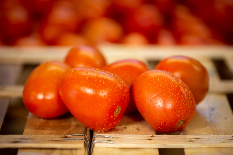 tomate-italienne