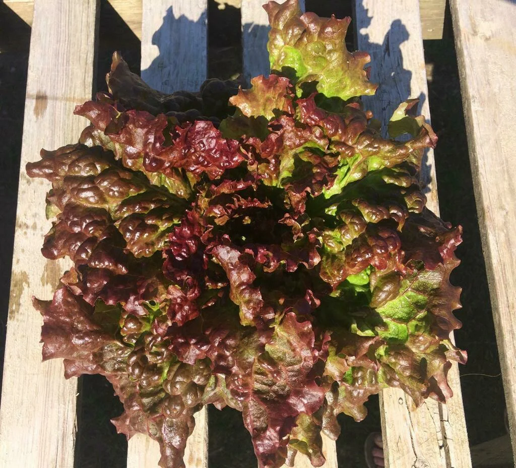 laitue-frisee-rouge