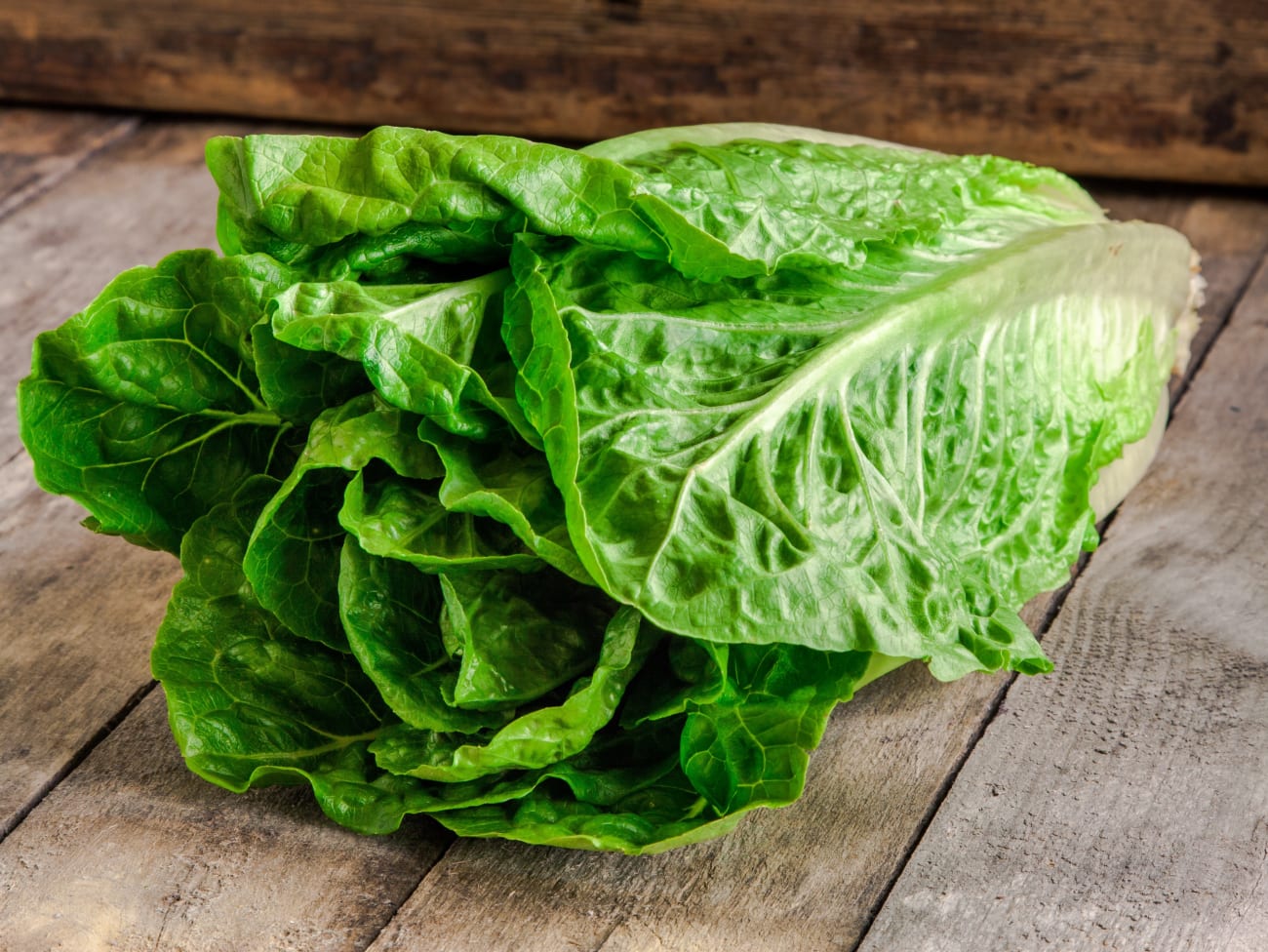 laitue-romaine